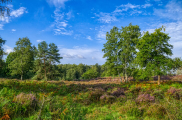 Fototapeta na wymiar Blühende Landschaft der Wahner Heide bei Troisdorf