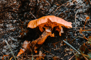 mushroom on the tree