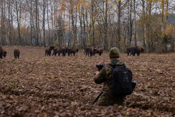  impressive giant wild bison grazing peacefully in the autumn scenery © Magdalena