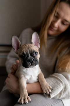 Cute little french bulldog puppy