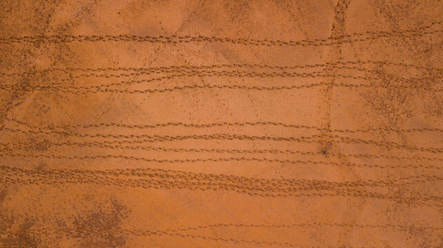 cattle footprints in the desert on the way to watering place