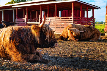 Highland Cattle Farm in Finland. Brown bulls in the morning sun light. Agriculture, farming. Red building.  Cattle breed. Organic food concept. Red barns