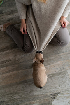 Cute little french bulldog puppy