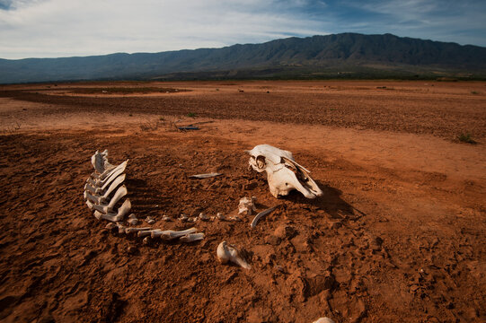 Skeleton of dead animal in desert