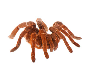 King baboon spider (Pelinobius muticus) on white background