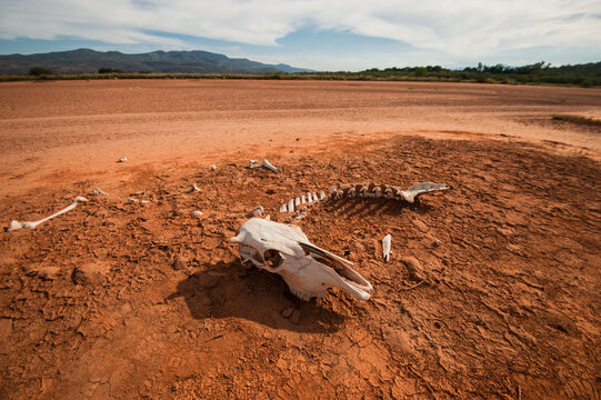 Skeleton of dead animal in desert
