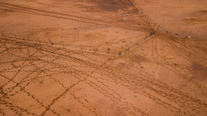 cattle footprints in the desert on the way to watering place