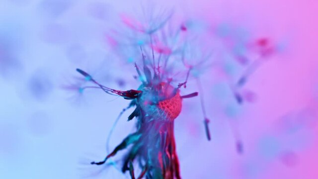 Macro Shot of Dandelion being blown in super slow motion on neon background. Filmed on high speed cinematic camera at 1000 fps.