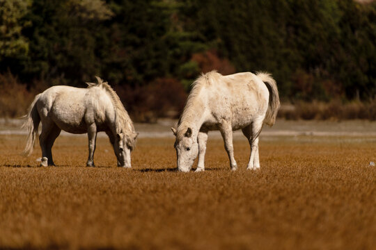 Two white horses grazing in Himalaya's farmland on a sunny day
