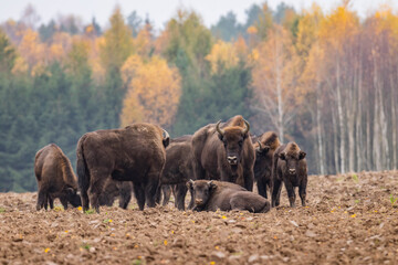 
impressive giant wild bison grazing peacefully in the autumn scenery