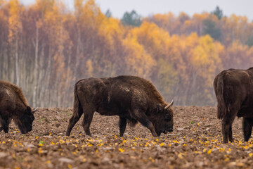 
impressive giant wild bison grazing peacefully in the autumn scenery