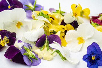 viola flowers on the white background