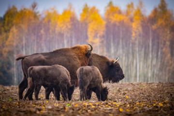 
impressive giant wild bison grazing peacefully in the autumn scenery