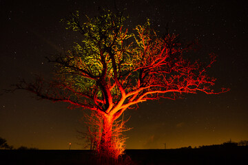 Naked leafless tree illuminated with yellow and red light in the winter night