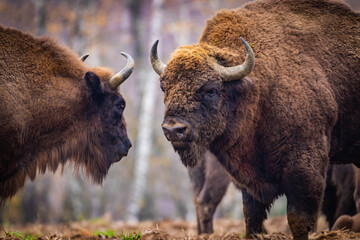 
impressive giant wild bison grazing peacefully in the autumn scenery
