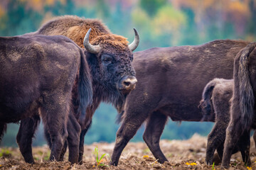 
impressive giant wild bison grazing peacefully in the autumn scenery