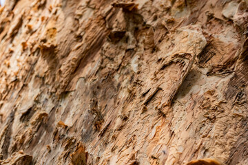 Tree bark close up texture background