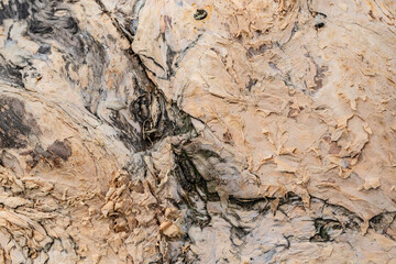 Tree bark close up texture background