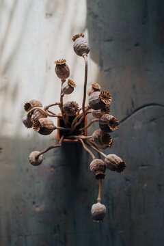 dry poppy heads also known as opium straw