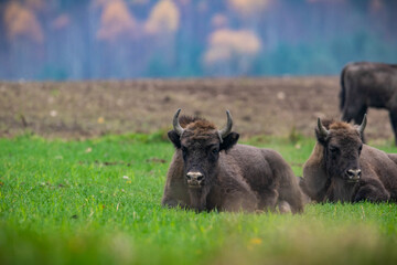 Fototapeta premium impressive giant wild bison grazing peacefully in the autumn scenery