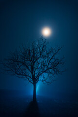 Fototapeta na wymiar Winter tree in magical blue atmosphere with fog an moon shine