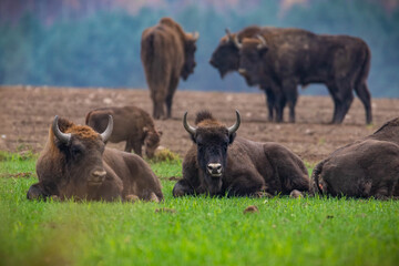 
impressive giant wild bison grazing peacefully in the autumn scenery