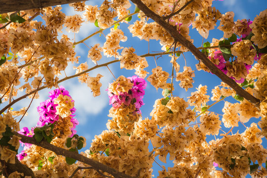 Ravello Trellis Florals