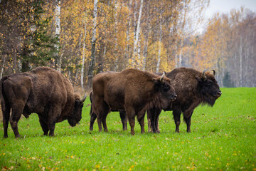 
impressive giant wild bison grazing peacefully in the autumn scenery