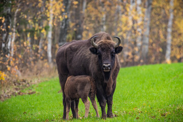 Naklejka na ściany i meble impressive giant wild bison grazing peacefully in the autumn scenery