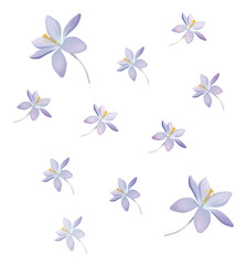 Obraz na płótnie Canvas Light spring ornament from crocus flowers. Illustration isolated on white background.