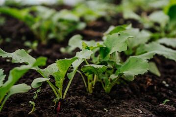 young spicy green radish and herbs growing in a greenhouse 1
