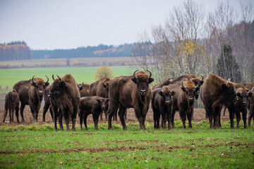 
impressive giant wild bison grazing peacefully in the autumn scenery