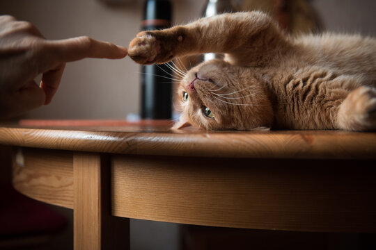 Cute ginger cat playing on the kitchen table