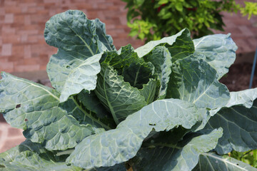 Naklejka premium The beauty of a kale plant, a vegetable rich in nutrients.