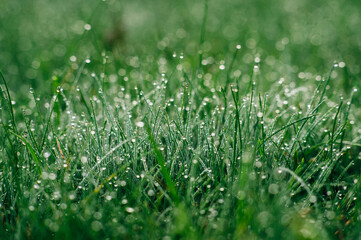 Dew Drops On The fresh Grass in spring