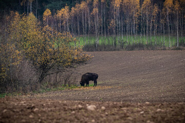 
impressive giant wild bison grazing peacefully in the autumn scenery