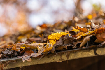Autumn leaves lying on a roof in the sun