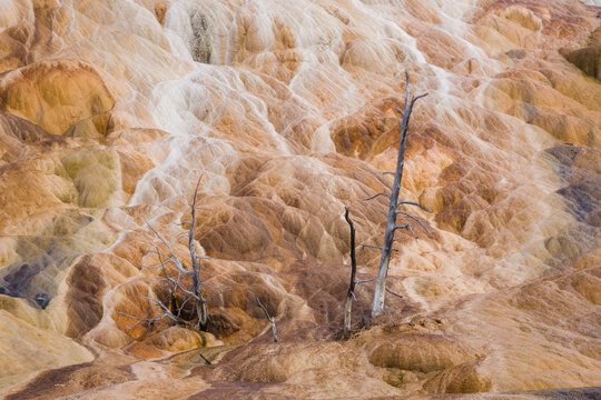 Trees and Travertine