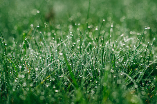 Dew Drops On The fresh Grass in spring
