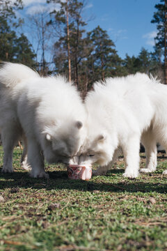 Two samoyed dogs drink from one bowl