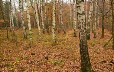 Mgła w jesiennym lesie