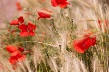 Mohn im Getreidefeld Feldromantik Landliebe