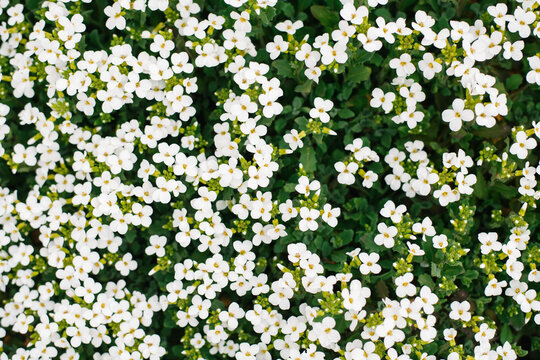 Carpet of tiny white flowers