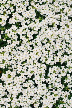 Carpet of tiny white flowers