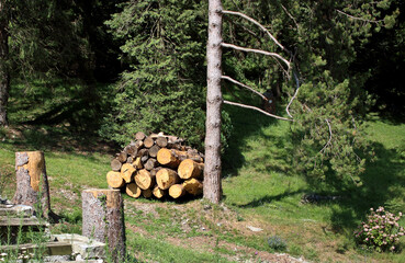 Catasta di legna tagliata formata da alberi danneggiati dalla tempesta