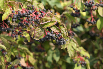 Closeup shot of blackberries ripens on bushes in the forest.