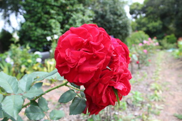 scorpion flowers SJV