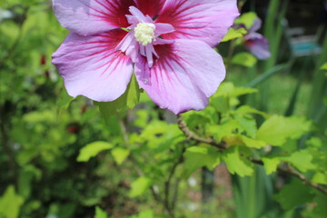 scorpion flowers SJV