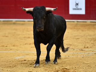 toro español corriendo en un tradicional espectaculo de toreo en una plaza de toros en españa