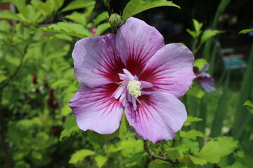 scorpion flowers SJV